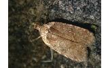 Agonopterix sp.