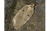 Agonopterix sp.