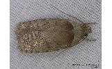 Agonopterix sp.