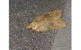 Agonopterix sp.