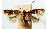 Elachista fasciola