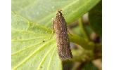 Helcystogramma triannulellum