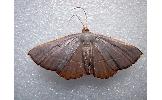 Plesiomorpha Plesiomorpha