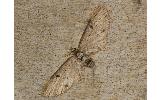 Eupithecia Eupithecia