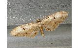 Eupithecia Eupithecia