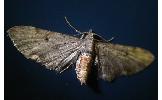 Eupithecia Eupithecia