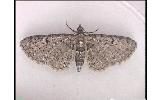 Eupithecia Eupithecia