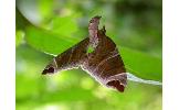 Eulithis Eulithis