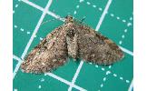 Eupithecia Eupithecia