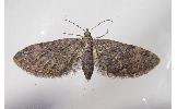 Eupithecia Eupithecia