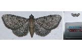 Eupithecia Eupithecia