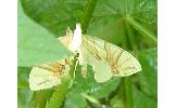 Eulithis Eulithis