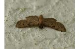 Eupithecia Eupithecia