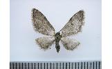 Eupithecia Eupithecia