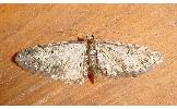 Eupithecia Eupithecia