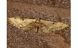 Eupithecia Eupithecia