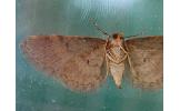 Eupithecia sp.