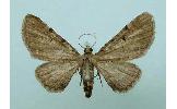 Eupithecia Eupithecia