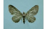 Eupithecia Eupithecia