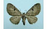 Eupithecia Eupithecia