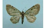 Eupithecia Eupithecia