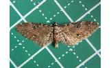 Eupithecia Eupithecia