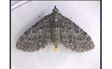 Eupithecia Eupithecia