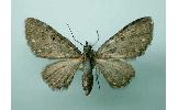 Eupithecia Eupithecia