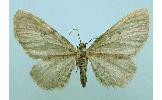 Eupithecia Eupithecia