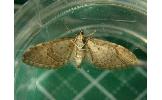 Eupithecia Eupithecia