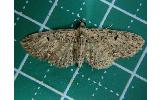 Eupithecia Eupithecia