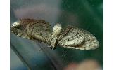 Eupithecia Eupithecia