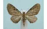 Eupithecia Eupithecia