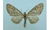 Eupithecia Eupithecia