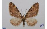 Eupithecia Eupithecia