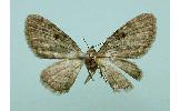 Eupithecia Eupithecia