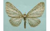 Eupithecia Eupithecia