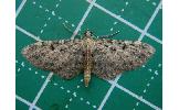 Eupithecia sp.