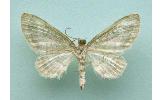 Eupithecia Eupithecia