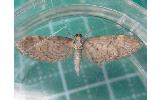 Eupithecia Eupithecia