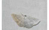 Scopula Scopula