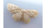 Idaea Idaea