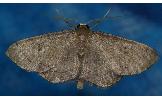 Idaea Idaea