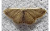 Idaea Idaea