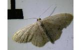 Idaea sp.