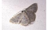 Idaea Idaea