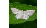 Idaea Idaea