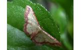 Idaea Idaea