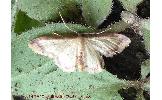 Idaea Idaea