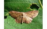 Idaea Idaea